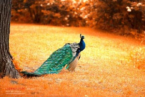 尤文图斯进攻猛如虎，欧冠仍无缘胜利